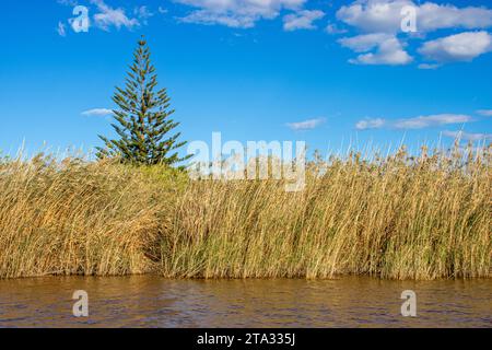 A sunny day at Spain's Lake Albufera overlooking reeds and a single tall coniferous tree Stock Photo