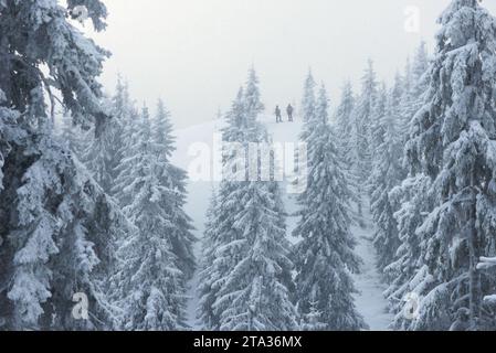 Two Men Hikers Standing on a Hill in a Snowy Mountain Forest During a Snowfall Stock Photo