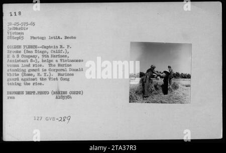 Marines assist a Vietnamese woman in loading rice while guarding against potential Viet Cong theft. Captain R.P. Brooks and Corporal Donald White are depicted in this photograph taken by 1stLt. Beebe on September 28, 1965. The image captures an interaction between American military personnel and civilians during the Vietnam War. Stock Photo