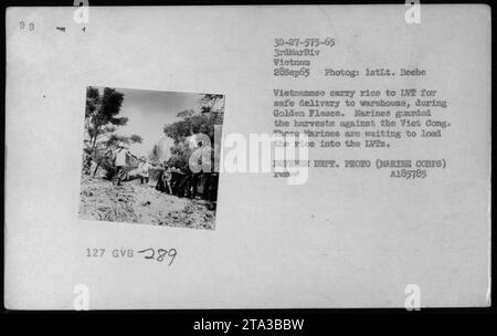 Marines guard Vietnamese civilians as they carry rice to an INT for safe delivery during the Golden Fleece operation on September 28, 1965 in Vietnam. The Marines are seen waiting to load the rice into the LVTS while ensuring the safety of the harvest against the Viet Cong. This photograph is from the Defense Department's archives. Stock Photo