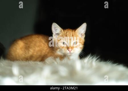 Portrait of a small, young cat Stock Photo