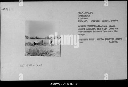 'Marines provide protection to Vietnamese farmers during a crop harvest, as they stand guard against the Viet Cong. This photograph, taken on September 28, 1965, in Vietnam, captures the military activities during the Vietnam War. Image courtesy of the Defense Department (Marine Corps) and photographed by 1stLt. Beebe.' Stock Photo