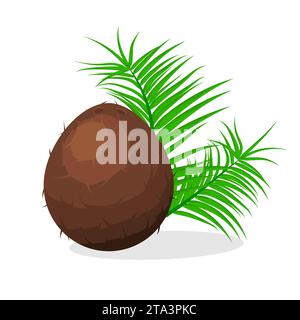 Coconut brown fruit and leaves isolated on white background. Summer fruits for healthy lifestyle. Tropical food, organic natural product. Stock Vector