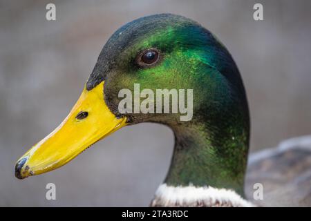 Close-up portrait photo of male Mallard Duck Stock Photo