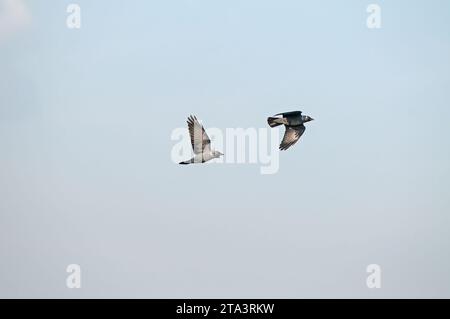 Hooded Crow (Corvus cornix) flying in the sky. Stock Photo