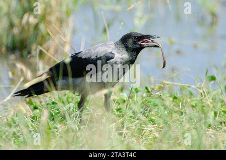 Hooded Crow (Corvus cornix) feeding on earthworms. Stock Photo