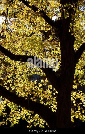 Dark tree trunk and yellow leaves in Lakewood, Ohio during the fall of 2023 Stock Photo