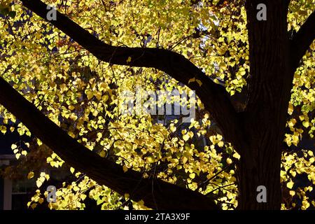 Dark tree trunk and yellow leaves in Lakewood, Ohio during the fall of 2023 Stock Photo