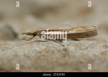 Natural closeup on a Common Grass-veneer crambid moth, Agriphila tristella sitting on a stone Stock Photo