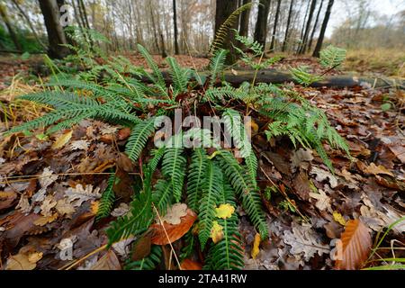 Natural closeup on a European hard fern, Blchnum spicant in the forest Stock Photo