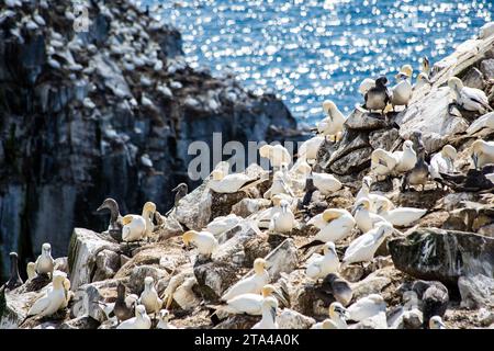 Northern Gannets nesting on the famous Bird Rock at Cape St. Mary's Ecological Reserve Newfoundland Canada overlooking the Atlantic Ocean. Stock Photo