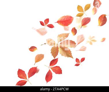 Beautiful autumn leaves flying on white background Stock Photo