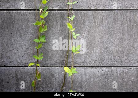 Closeup View Of Green Ivy Vines On The Concrete Wall Stock Photo - Alamy