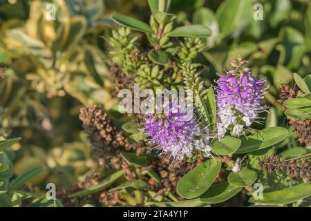 Veronica speciosa flowers close up with sunlight in outdoor Stock Photo