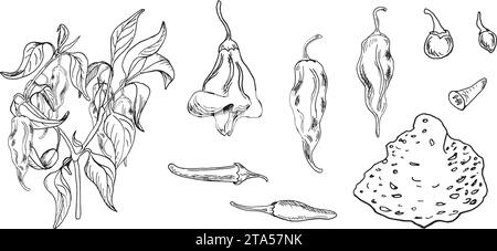 Hot peppers bush vector illustration isolated on white. Hand drawn ink trinidad scorpion pepper. Carolina reaper pepper black white graphic. Hot peppe Stock Vector