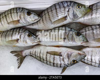 Steenbras fish displayed in a crate filled with ice at the fish market Stock Photo