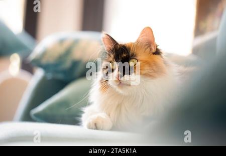 Long haired calico cat cute Stock Photo