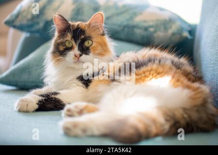 Long haired calico cat cute Stock Photo