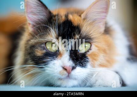 Long haired calico cat cute Stock Photo