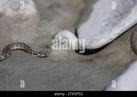 young dice snake on a riverbank in the french alps Stock Photo