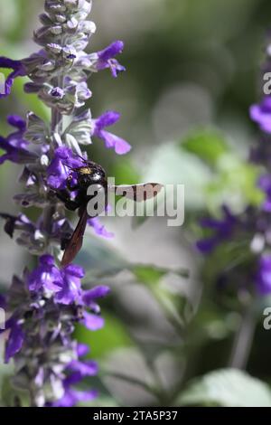 violet carpenters bee on a flowering blue salvia Stock Photo