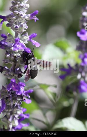 violet carpenters bee on a flowering blue salvia Stock Photo