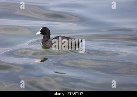 eurasian coot swimming in a lake Stock Photo