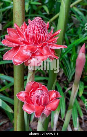 Two wild etlingera elatior flowers blooming in the jungle. Red torch ginger flowers against lush tropical growth in Northern Thailand. Tropical exotic Stock Photo