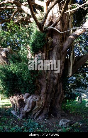 Ancient yew tree in St. Paul’s churchyard, Broadwell, Gloucestershire, England, UK Stock Photo