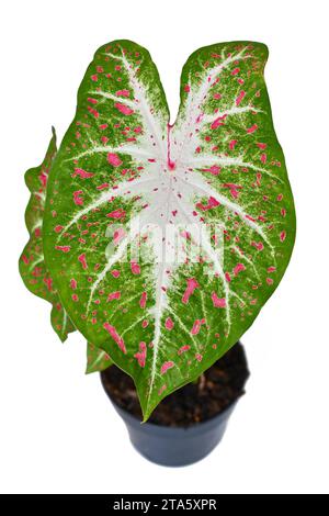 Exotic Caladium Hearts Desire houseplant with bright red leaves in pot on white background Stock Photo