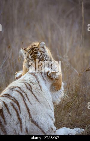 Family bonds AFRICA FASCINATING images of a white tiger mum sharing a tender moment with her orange-furred cubs were snapped in South Africa.     The Stock Photo