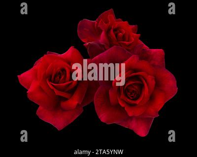 Three bright red roses on black background. Detail for creating a collage Stock Photo