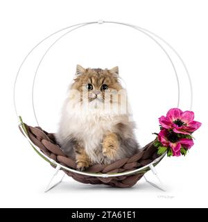 Adorable golden shaded British Longhair cat kitten, sitting in round metal basket with fake pink flower with one paw up saying hi. Looking to camera w Stock Photo