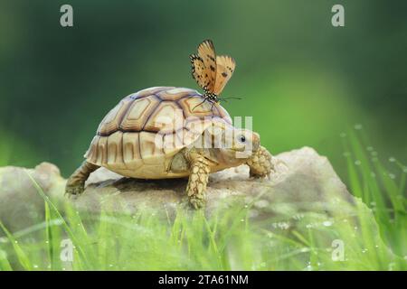 Butterfly rides the tortoise INDONESIA TRUE FRIENDSHIP between an African spurred tortoise and a sulfur butterfly can be felt through these images cap Stock Photo