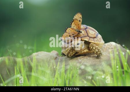 Animal friendships INDONESIA TRUE FRIENDSHIP between an African spurred tortoise and a sulfur butterfly can be felt through these images captured on N Stock Photo