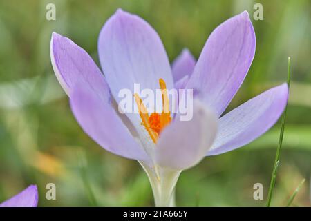 An early spring-flowering Crocus in full bloom in a garden, a welcome harbinger of spring; Devon, Great Britain. Stock Photo