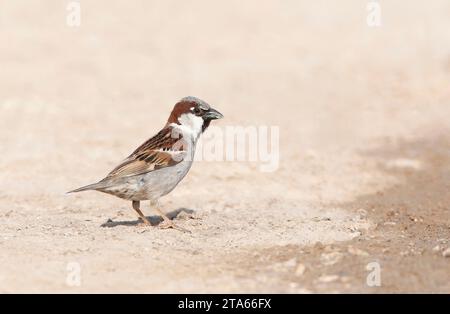 House Sparrow (Passer domesticus biblicus) during spring on Lesvos, Greece. Stock Photo