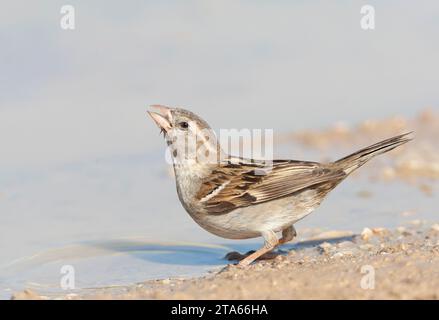 House Sparrow (Passer domesticus biblicus) during spring on Lesvos, Greece. Stock Photo