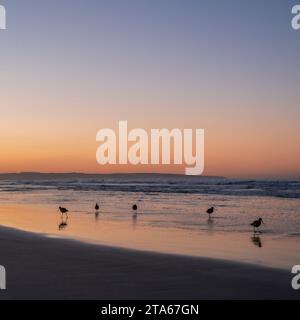 Long Billed Curlew's on the shore of a San Diego beach at sunrise. The sky is orange as the sun comes up. Stock Photo