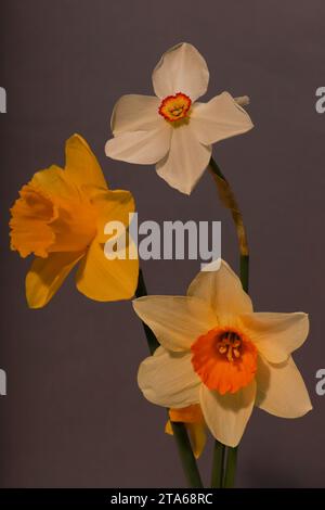 Studio picture of three daffodils on grey background Stock Photo