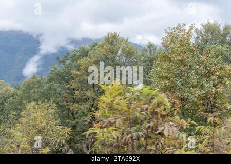 Forest trees with a background of tree-covered hills and clouds Stock Photo