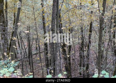 Lots of tall trees in humid forests Stock Photo