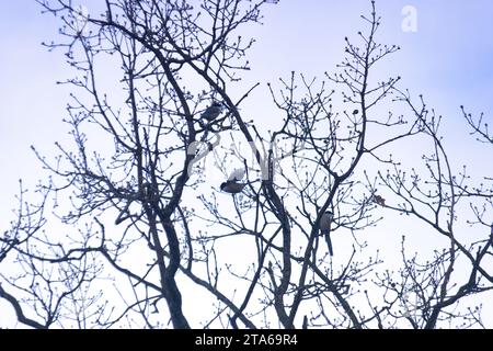 wild birds outdoors outdoors in the mountains near madrid wildlife Stock Photo