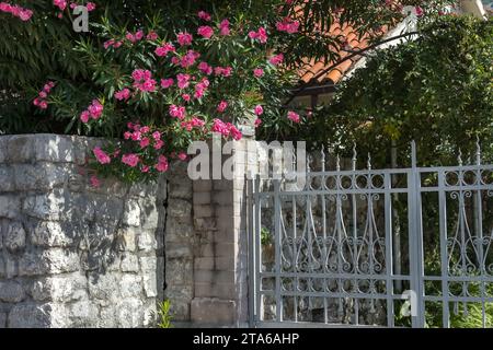 House fence and pink oleander flowers decoration in Montenegro on Adriatic sea Stock Photo