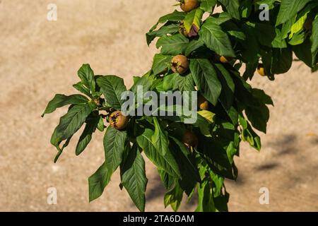 Fruit growing on a Common Medlar tree in Kulen Vakuf village in the Una National Park. Una-Sana Canton, Federation of Bosnia and Herzegovina Stock Photo