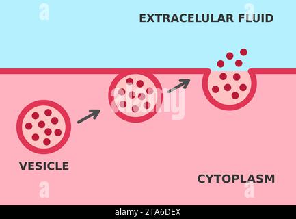 Exocytosis process. Cell transports particles out of the cell. Active and bulk transport mechanism that requires energy. Fusion of secretory vesicles Stock Vector