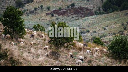 Panoramic shot of heard of sheep grazing on the mountains in Albania. A flock of sheep on the beautiful mountain meadow with a shepherd dog guarding t Stock Photo