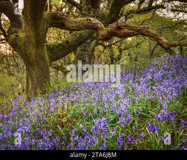 Bluebell woodland scene in spring Dorset UK Stock Photo