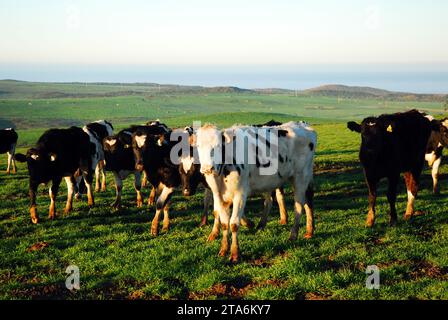 A herd of cows graze in the field Stock Photo