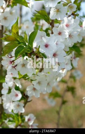 Prunus Snow Goose, cherry tree Snow Goose, single white flowers Stock Photo